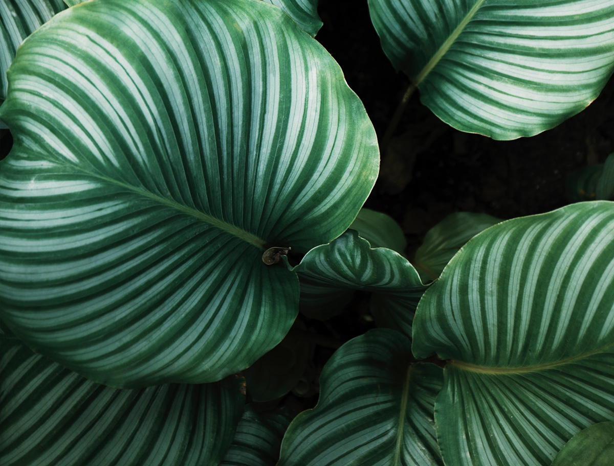 autof-foliage Autograph Foliages site