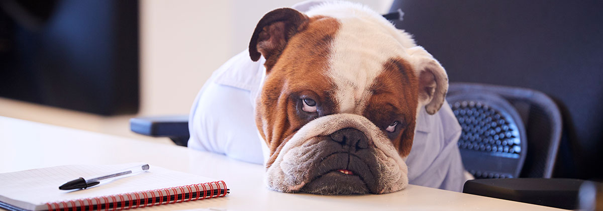 British Bulldog Dressed As Businessman Looking Sad At Desk